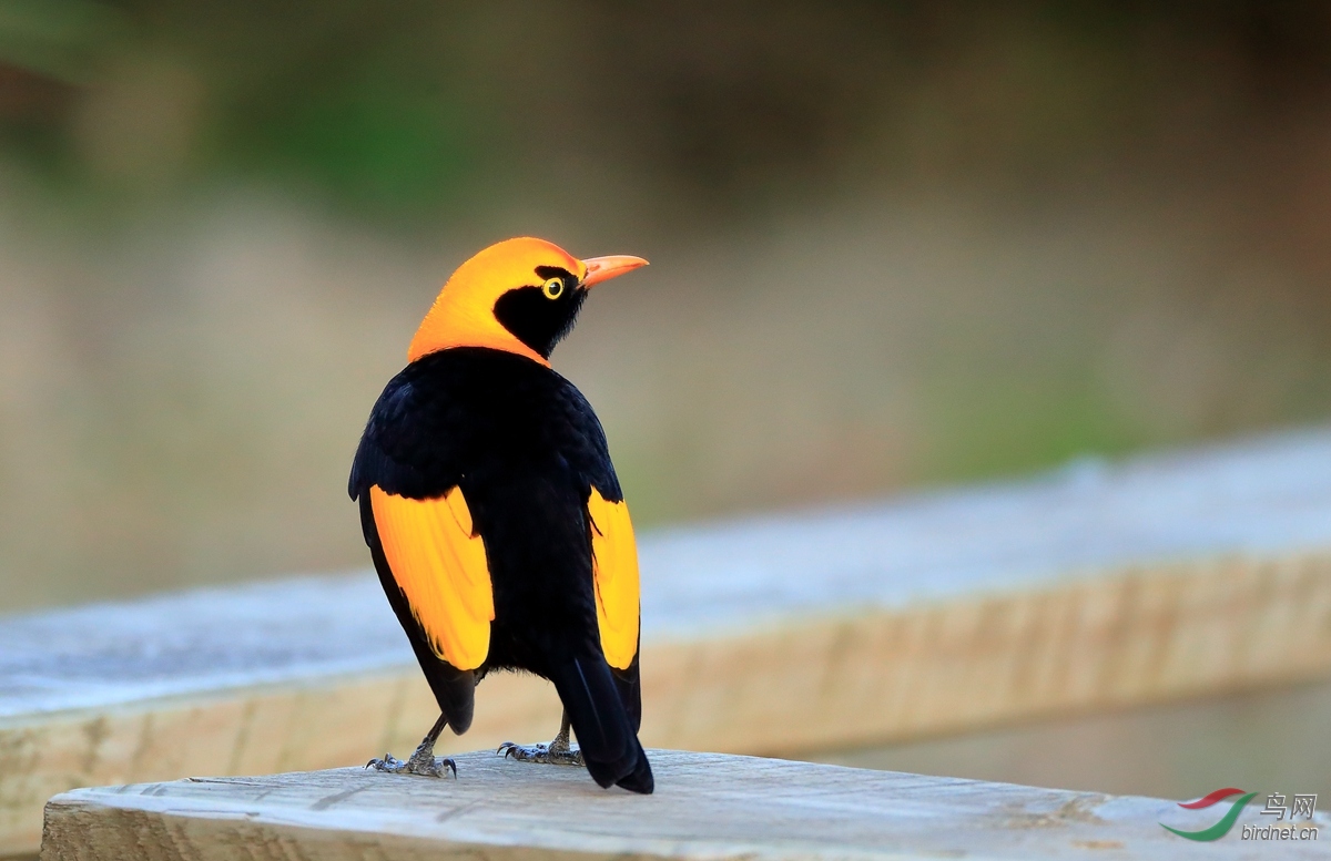 黄头辉亭鸟regent bowerbird.jpg