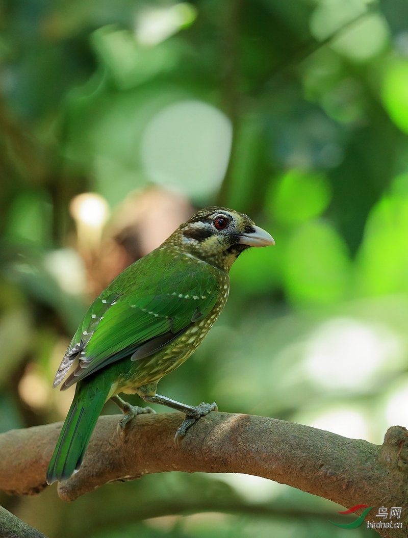 斑园丁鸟black-eared catbird.jpg