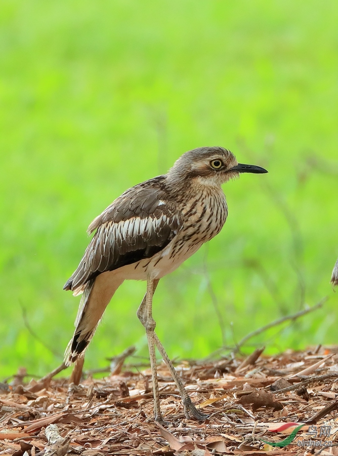 长尾石鸻bush thick-knee.jpg