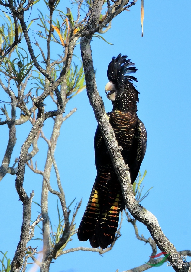 红尾凤头鹦鹉red-tailed black-cockat.jpg