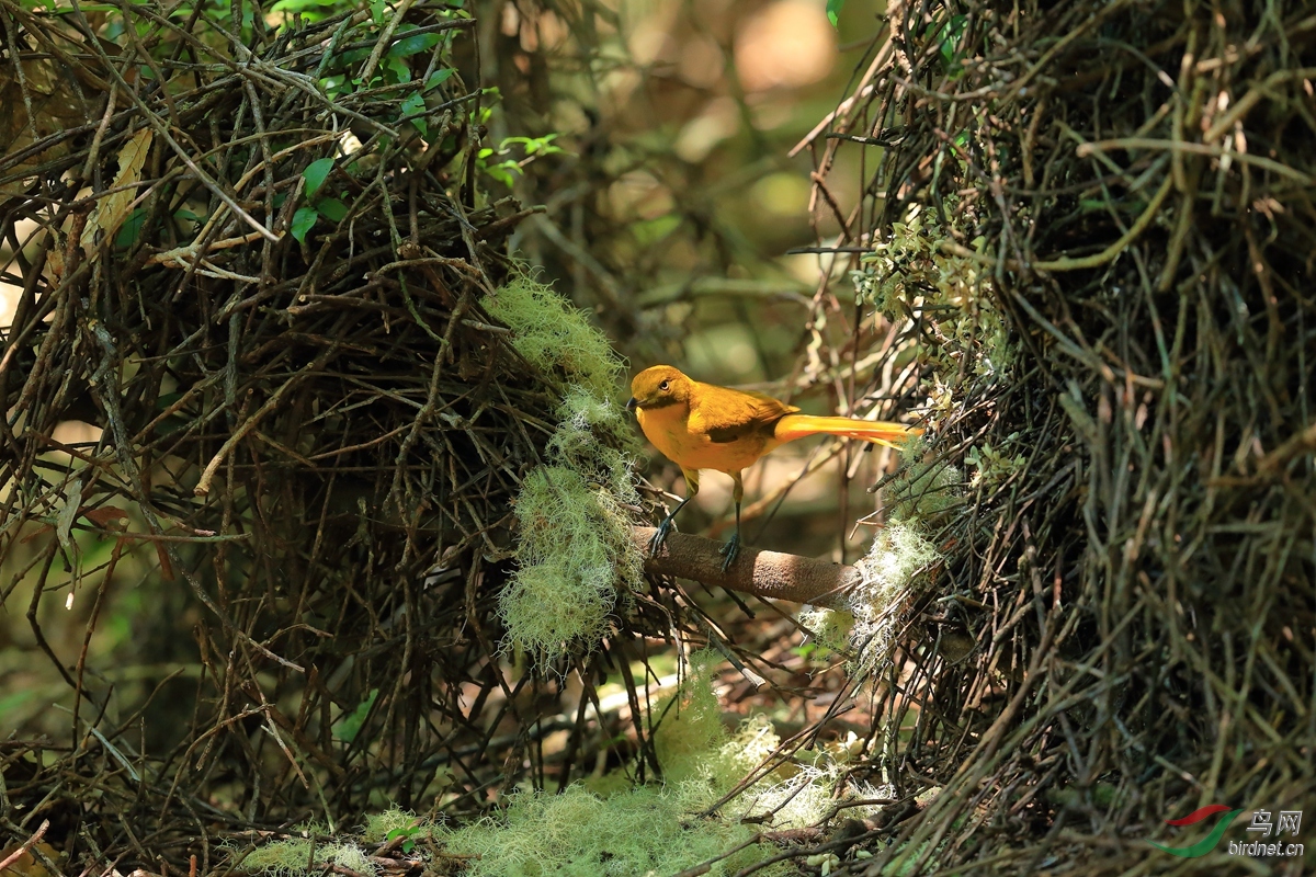 (小掩鼻风鸟)2016澳大利亚北昆士兰州拍鸟记