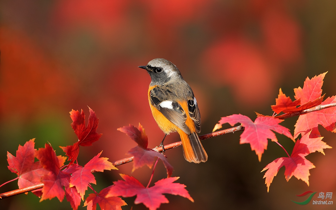 红叶映靓鸟
