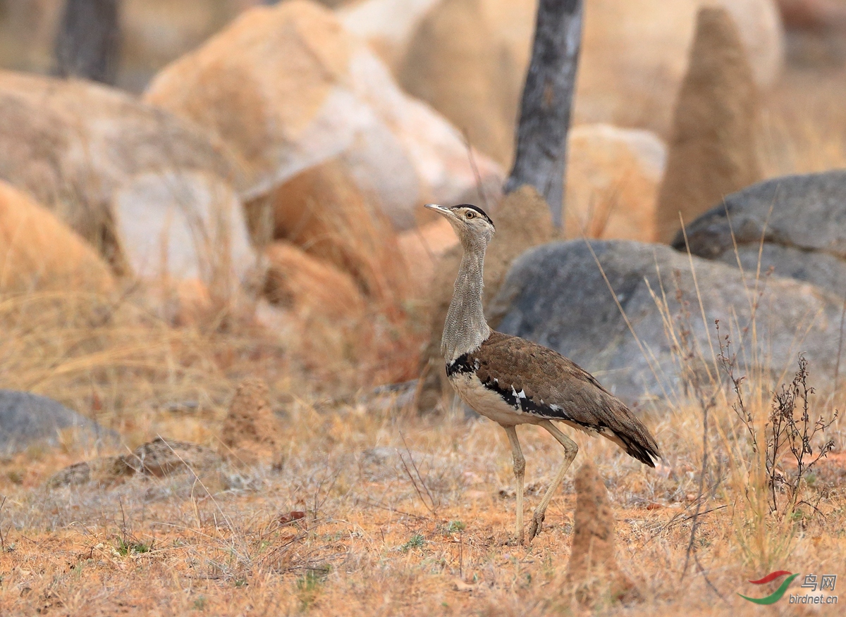 澳洲鸨australian bustard.jpg