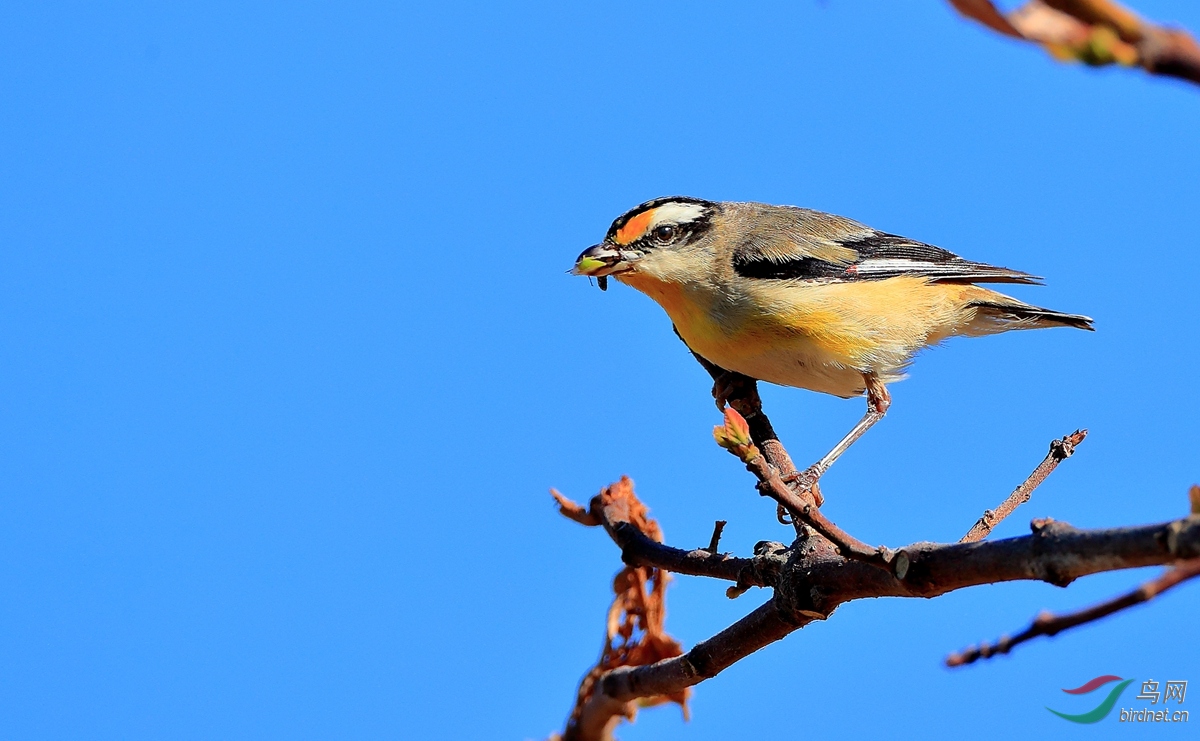 纹翅食蜜鸟striated pardalote.jpg