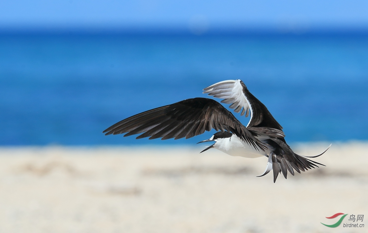 小掩鼻风鸟2016澳大利亚北昆士兰州拍鸟记