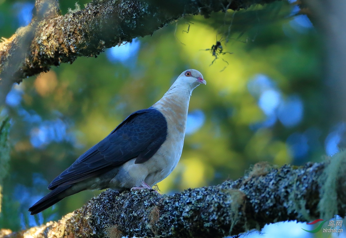 白头鸽white-headed pigeon.jpg