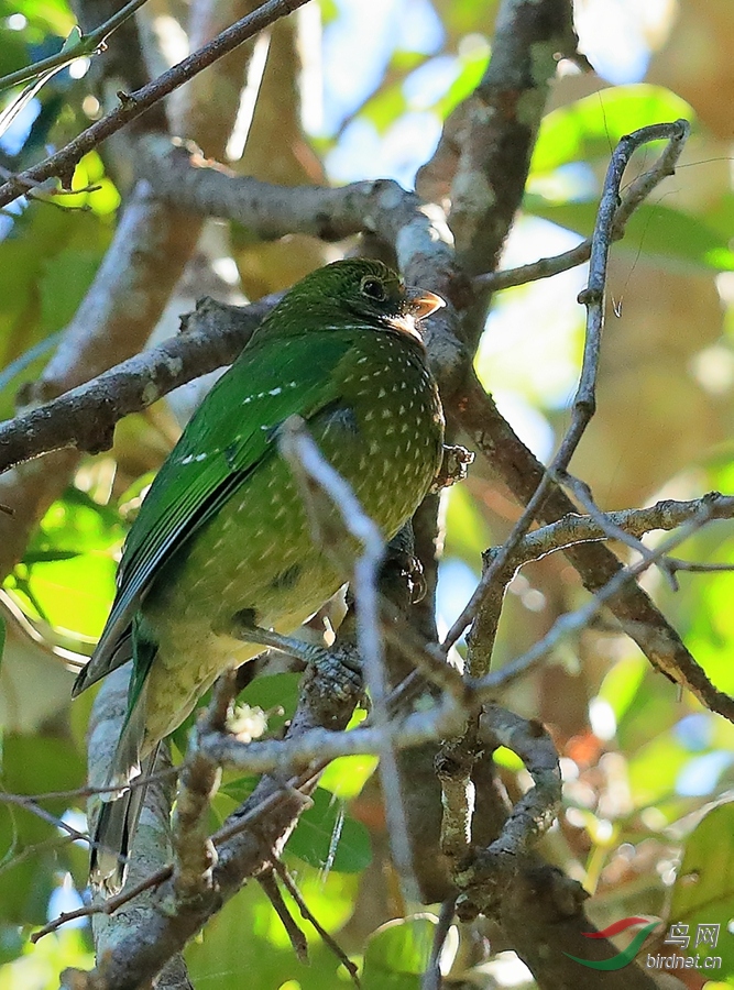 绿园丁鸟green catbird.jpg