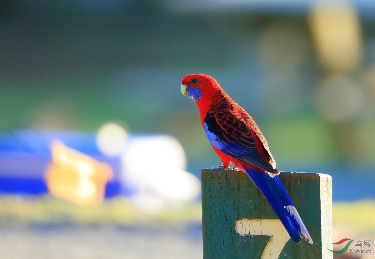 红玫瑰鹦鹉crimson rosella.jpg