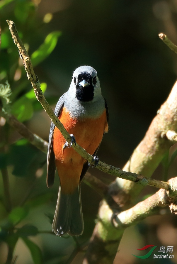 黑脸王鹟black-faced monarch.jpg