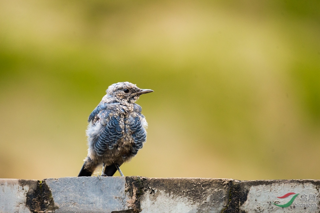 蓝矶鸫雄鸟—幼鸟