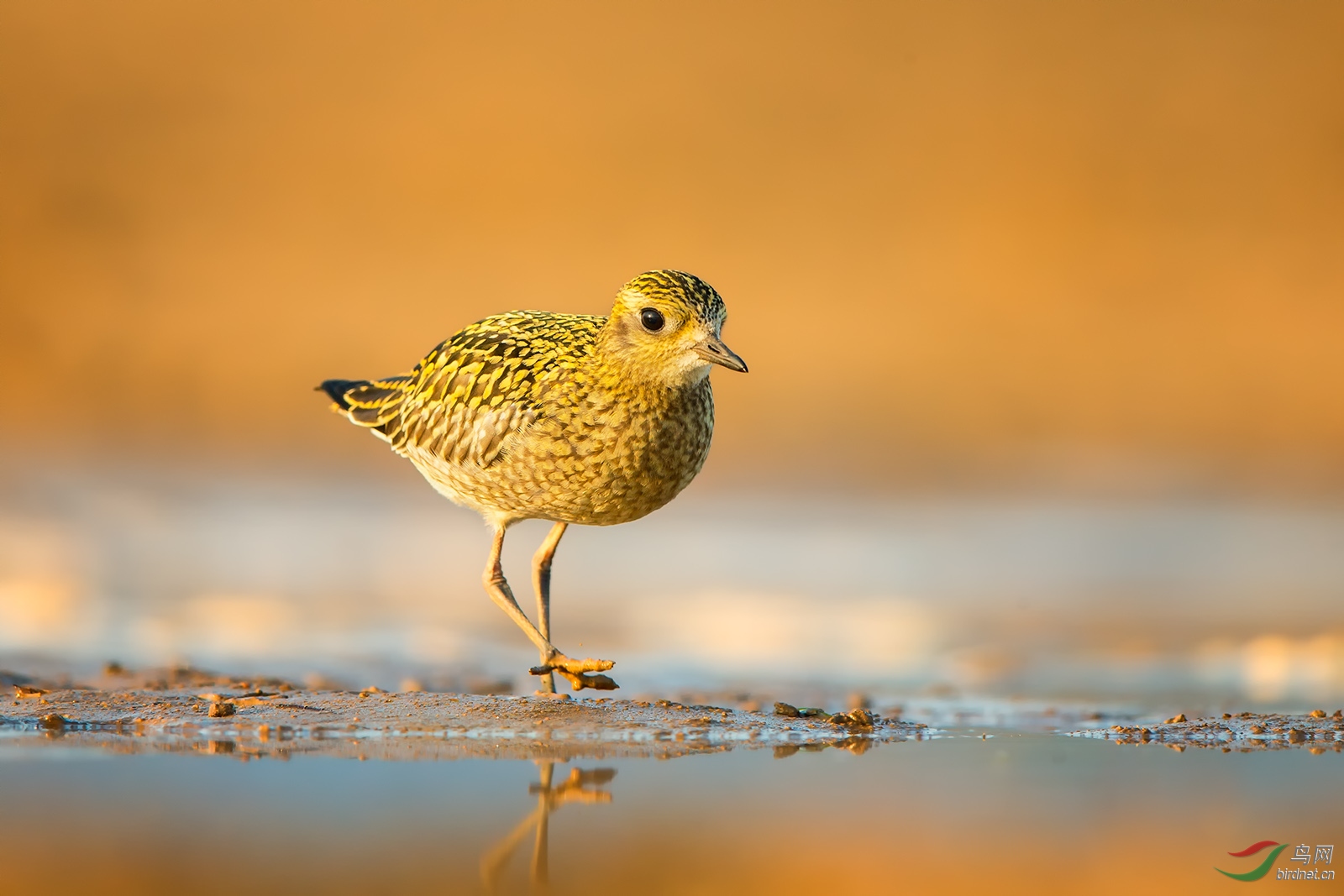 金鸻落日熔金金斑鸻祝贺图1荣获首页精华