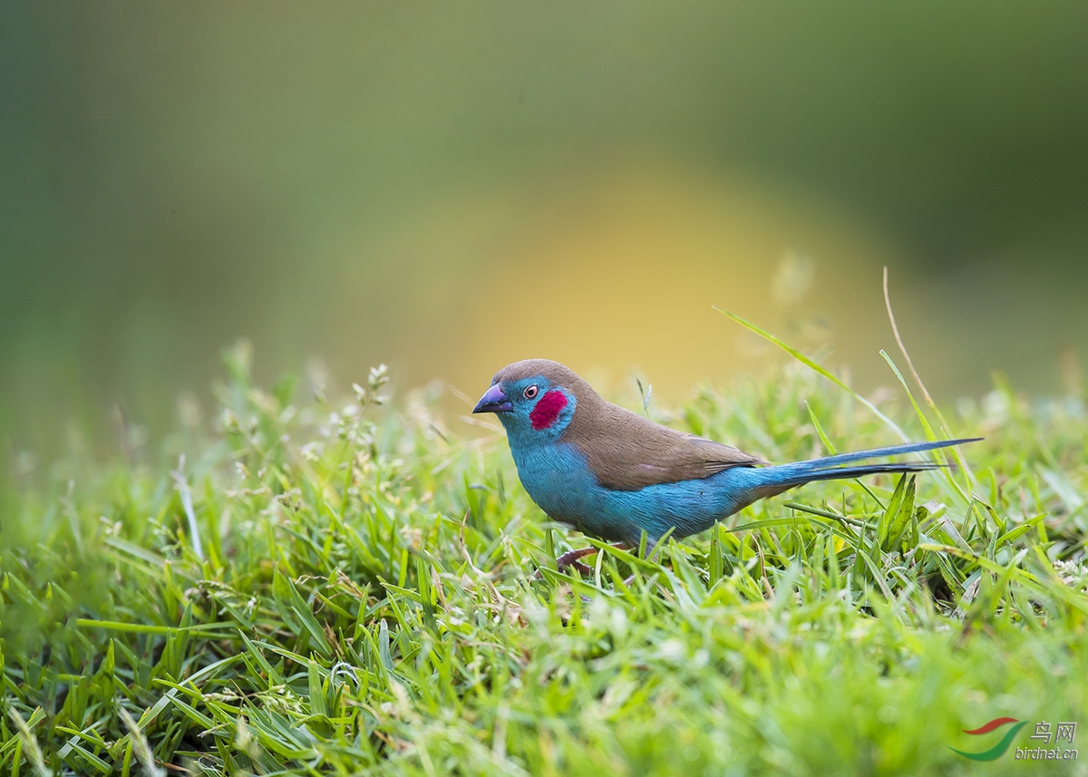 美丽的红颊蓝饰雀
