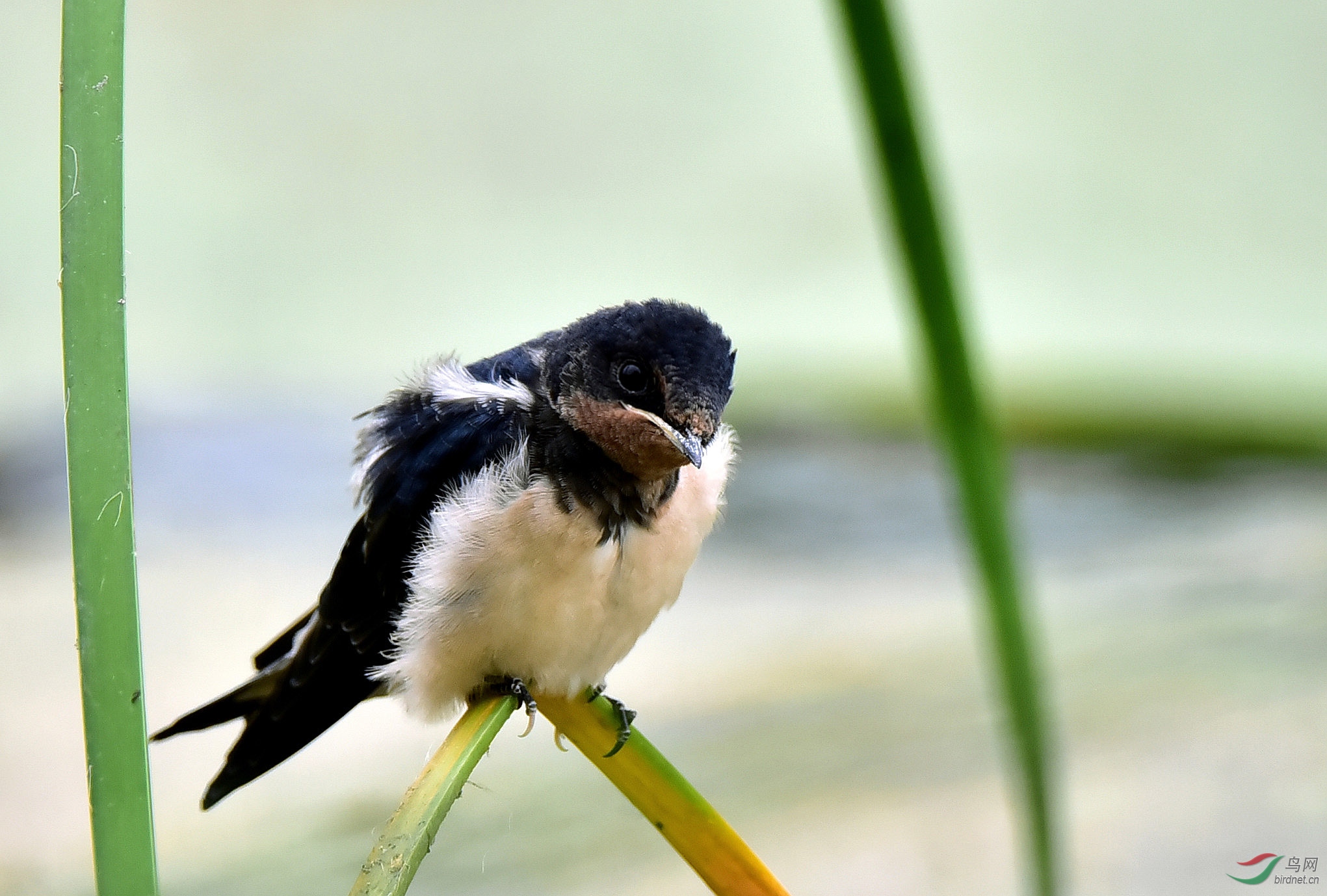 羽翼丰满的雏燕