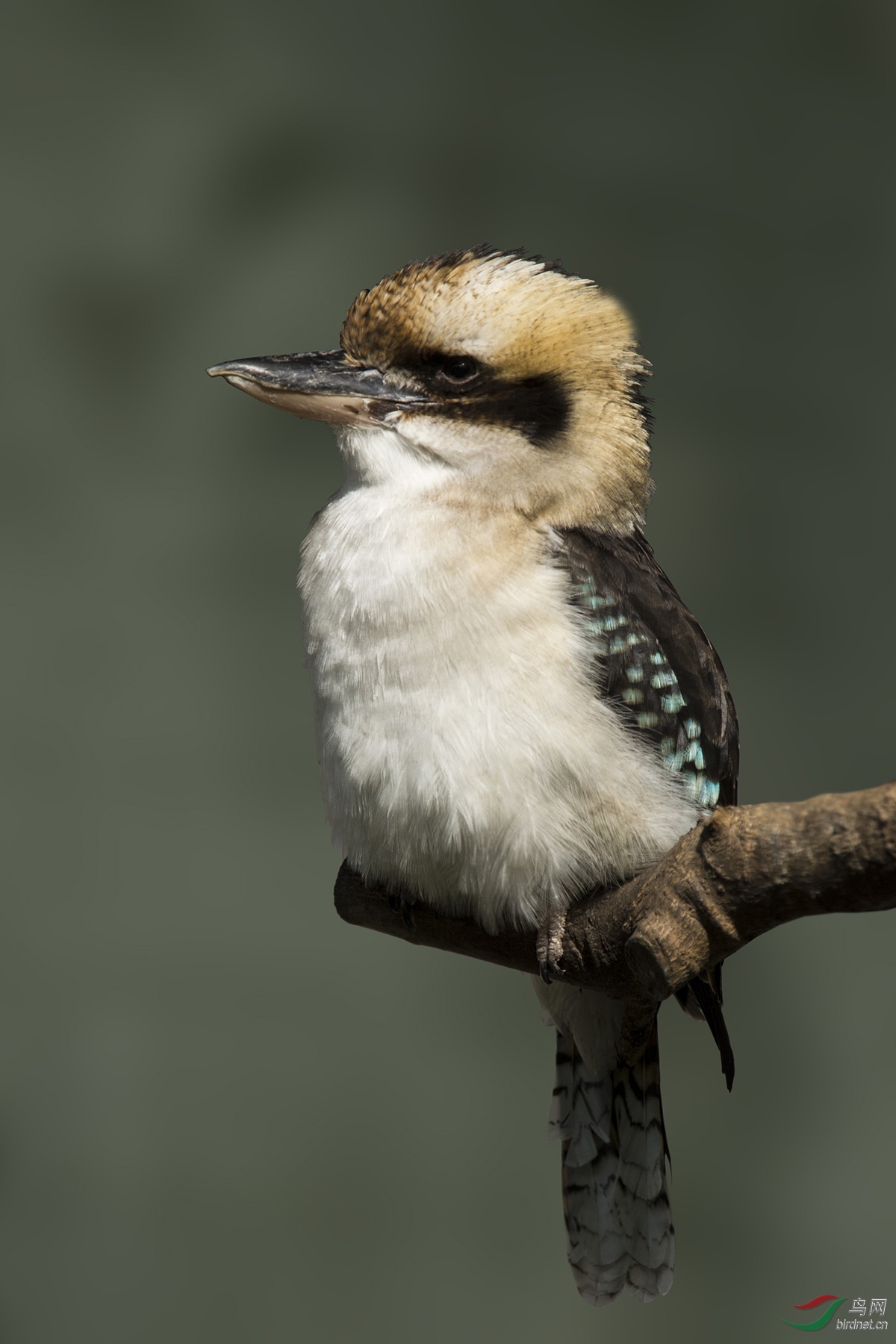 笑翠鸟laughing kookaburra 161030