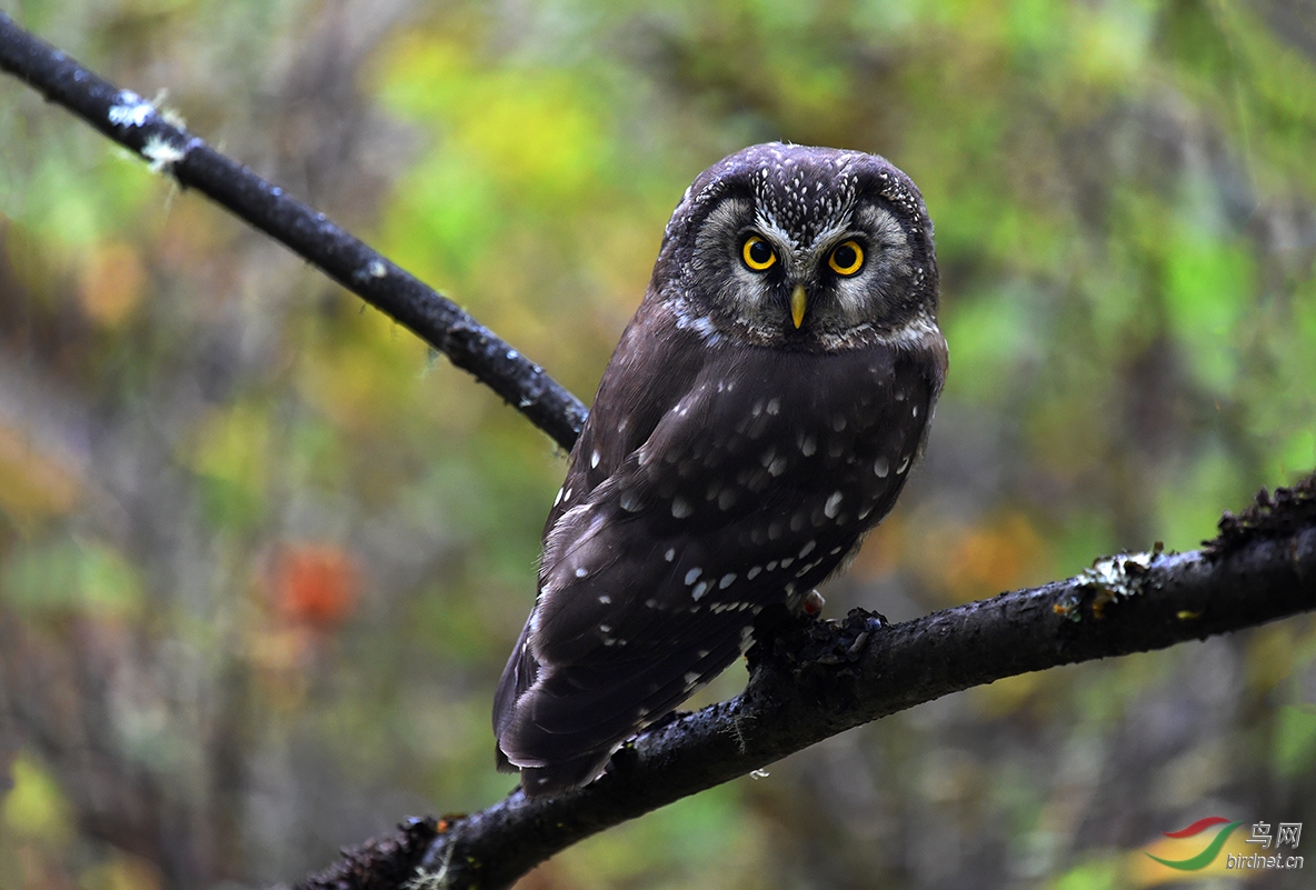 鬼鸮鬼鸮西藏新记录荣获首页精华