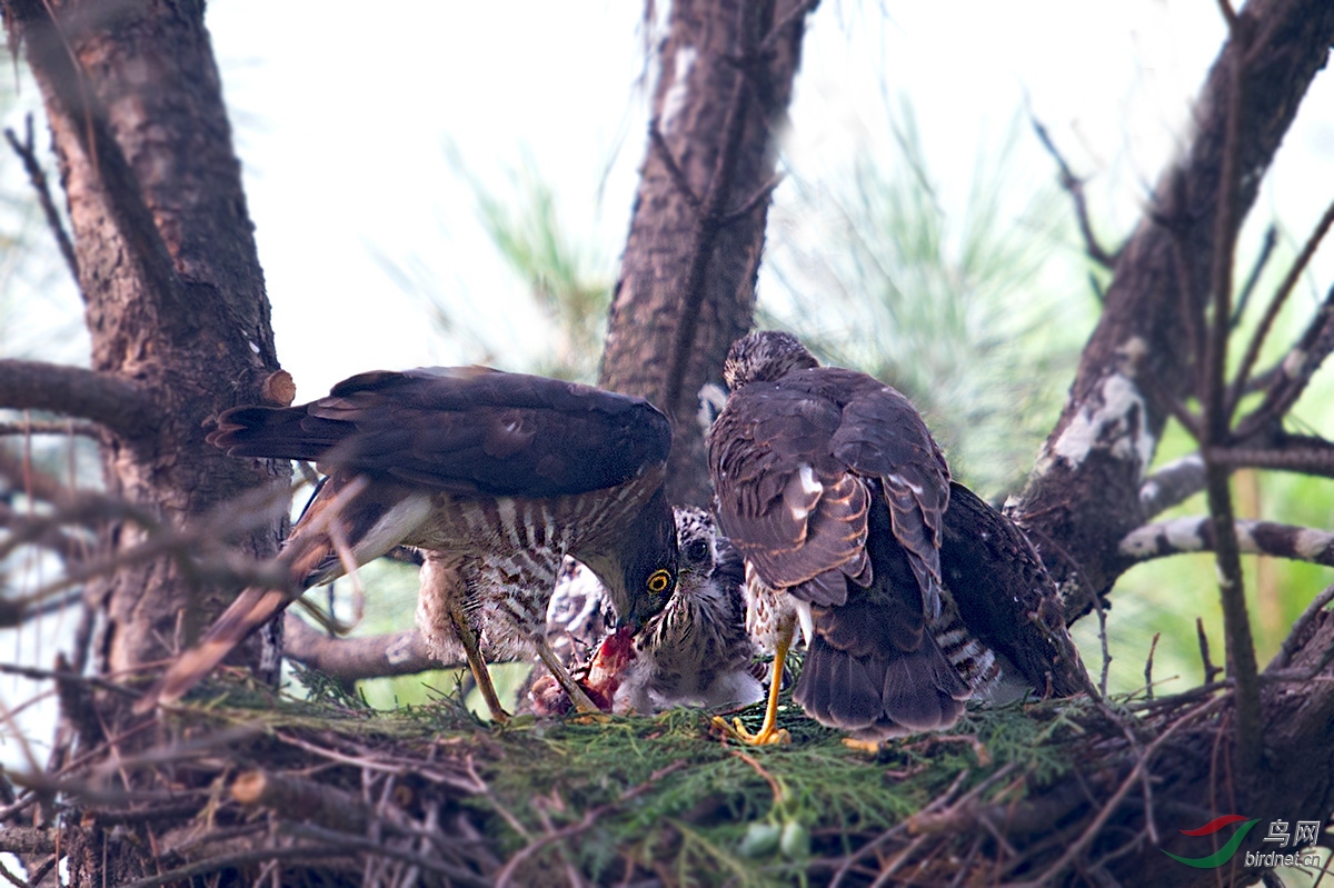 猛禽雏幼鸟鵟,隼,鹞,鹰, 