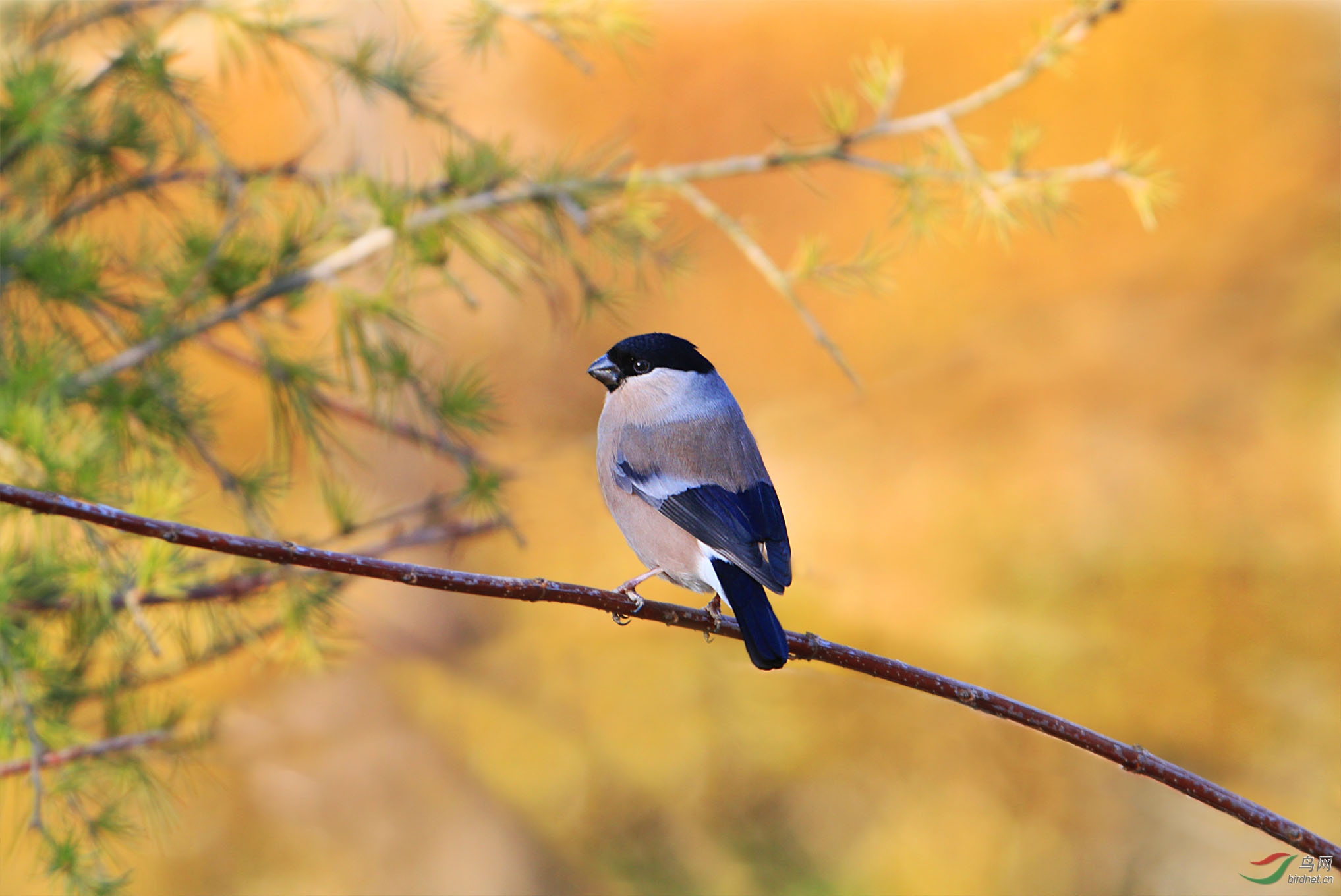 灰腹灰雀雌鸟少见