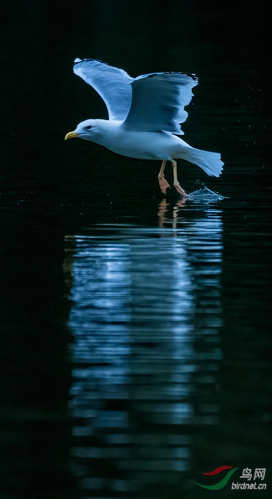 海燕