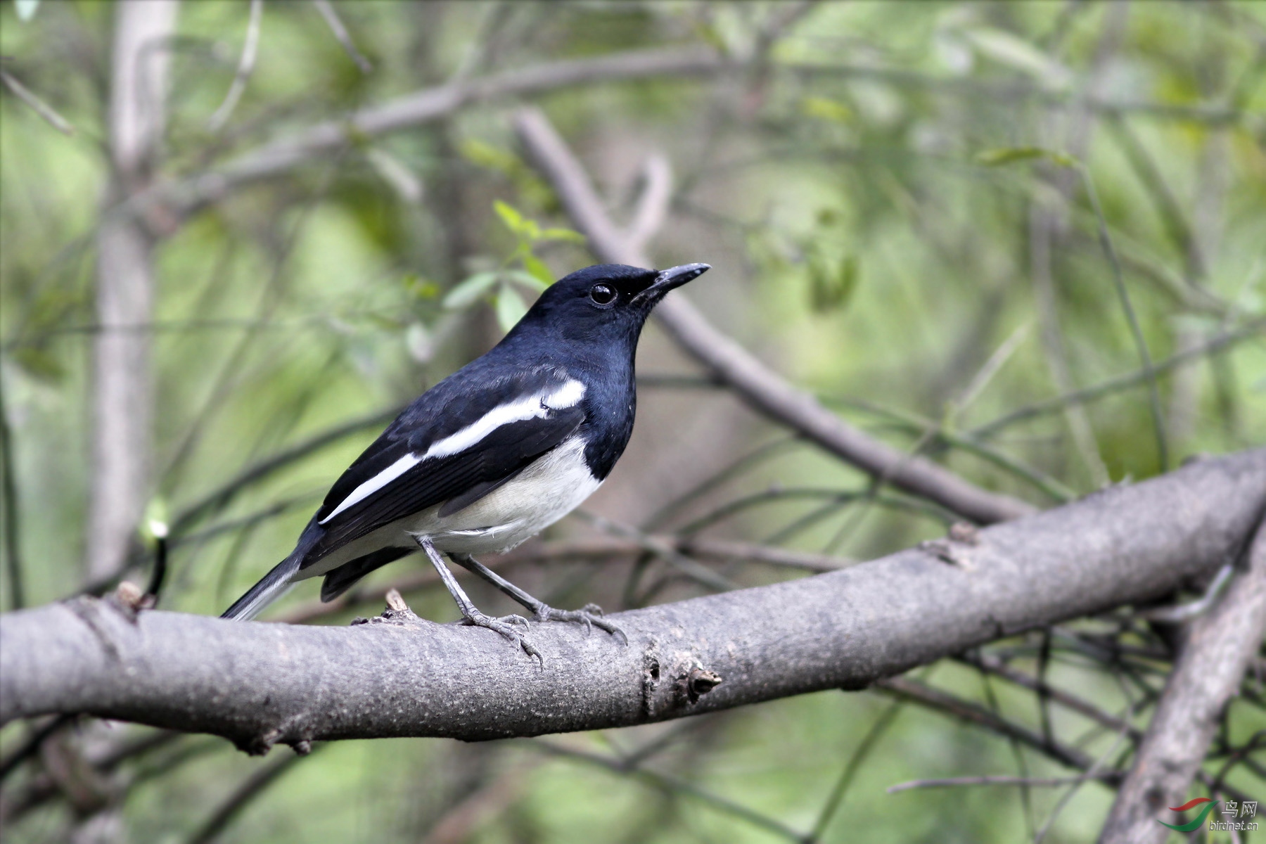 灌木丛中栖息的鹊鸲