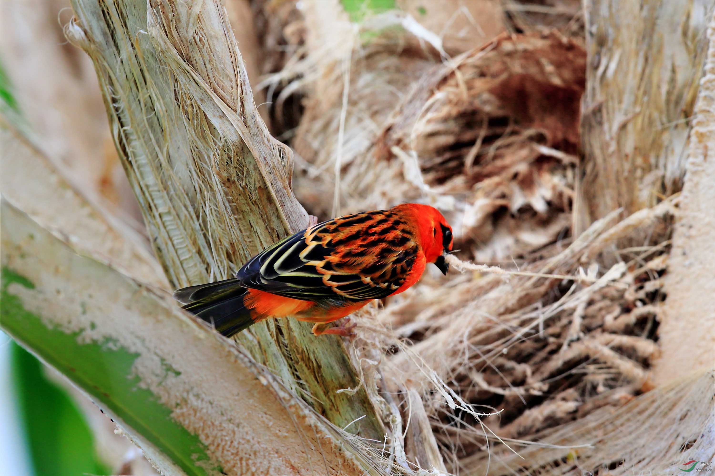 织布鸟儿筑窝忙.