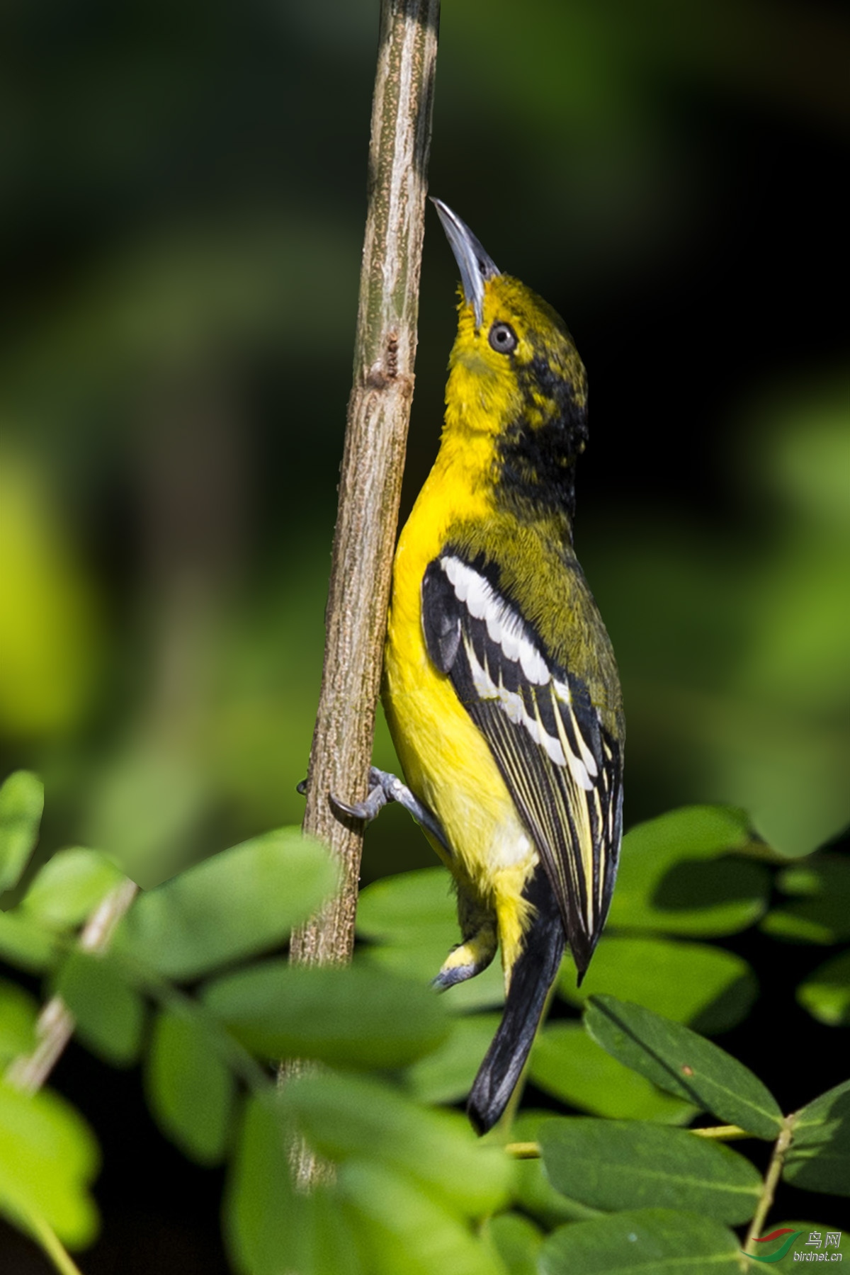 黑翅雀鹎 common iora 161101
