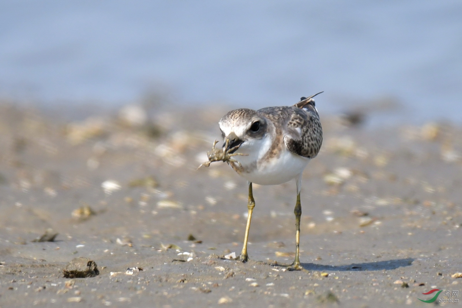 吃螃蟹的鸟铁嘴沙鸻