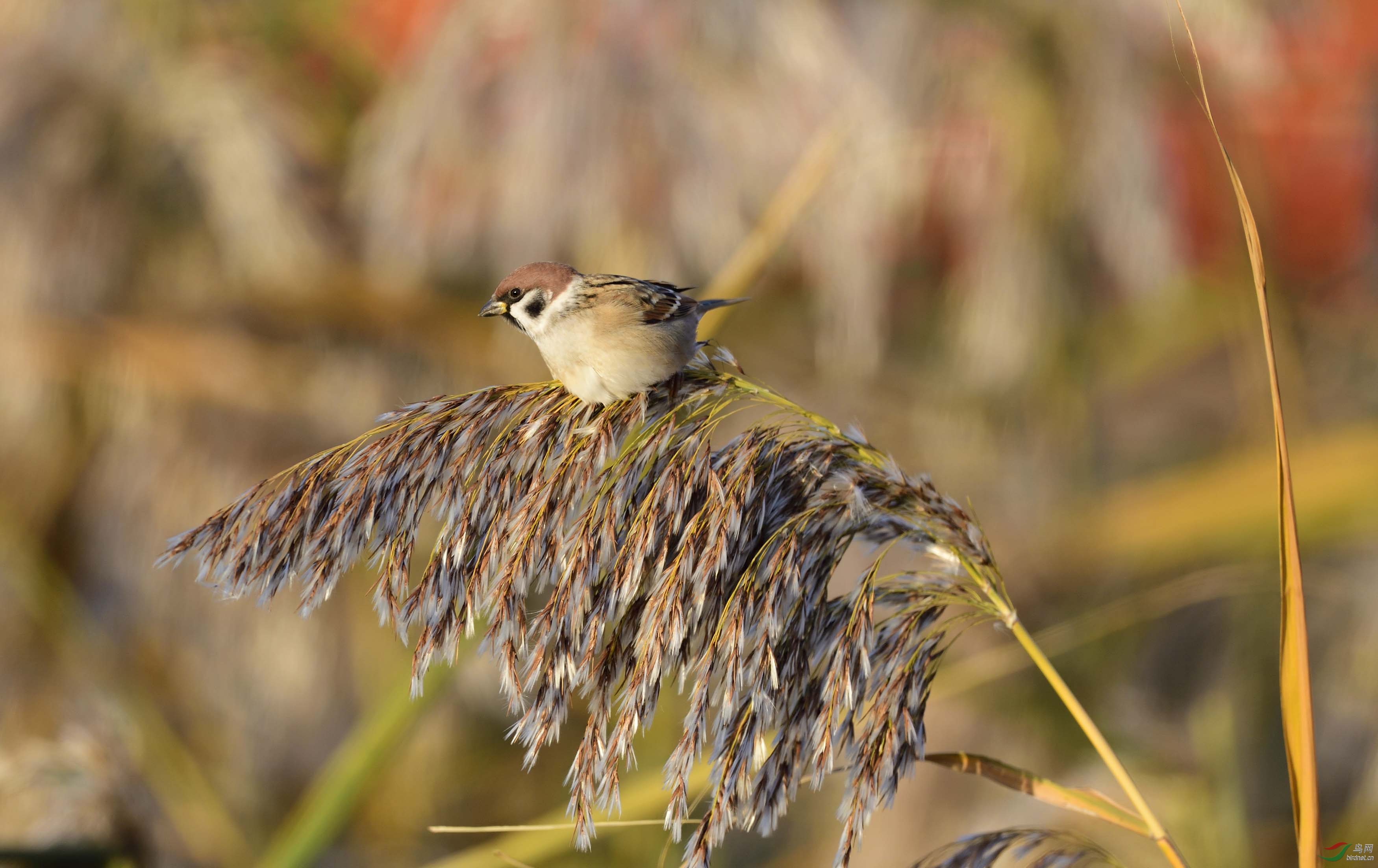 终于收齐全部5种中国麻雀