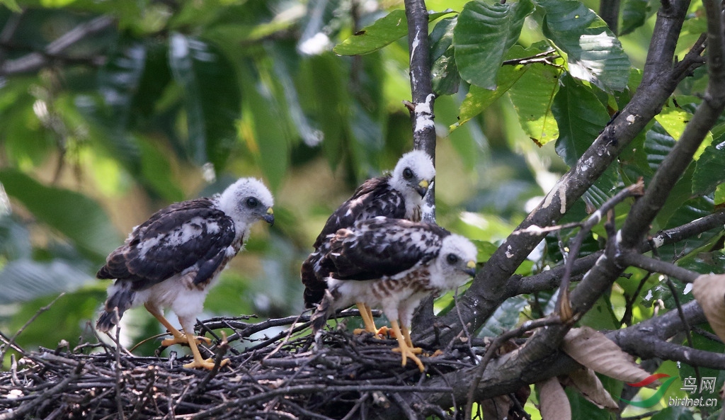 可爱的赤腹鹰宝宝们