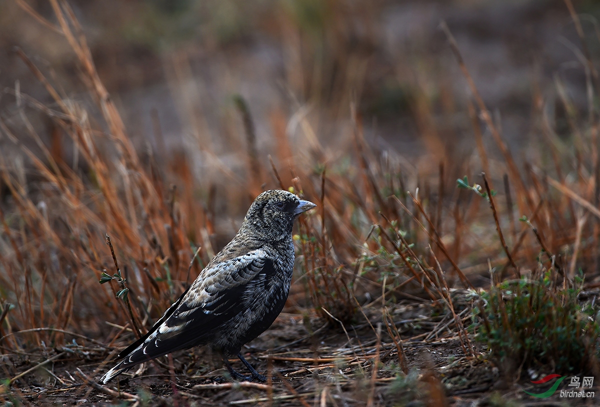 新疆特有鸟种——黑百灵(冬羽)