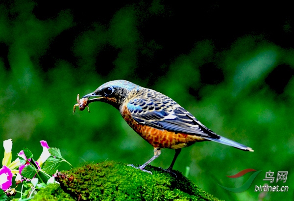 白喉矶鸫吃蟋蟀全过程