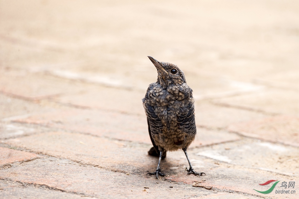 蓝矶鸫雄鸟幼鸟