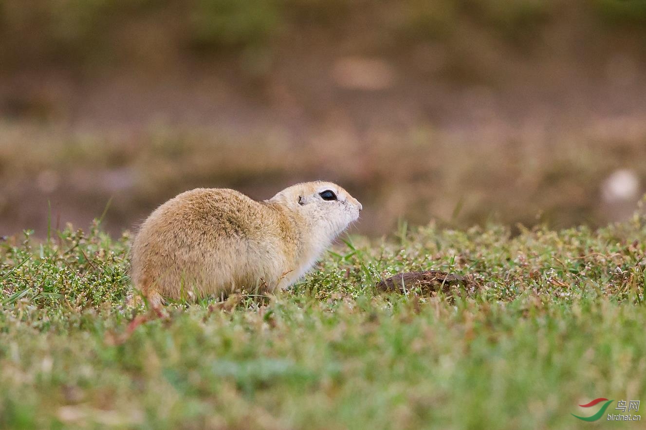 草原犬鼠