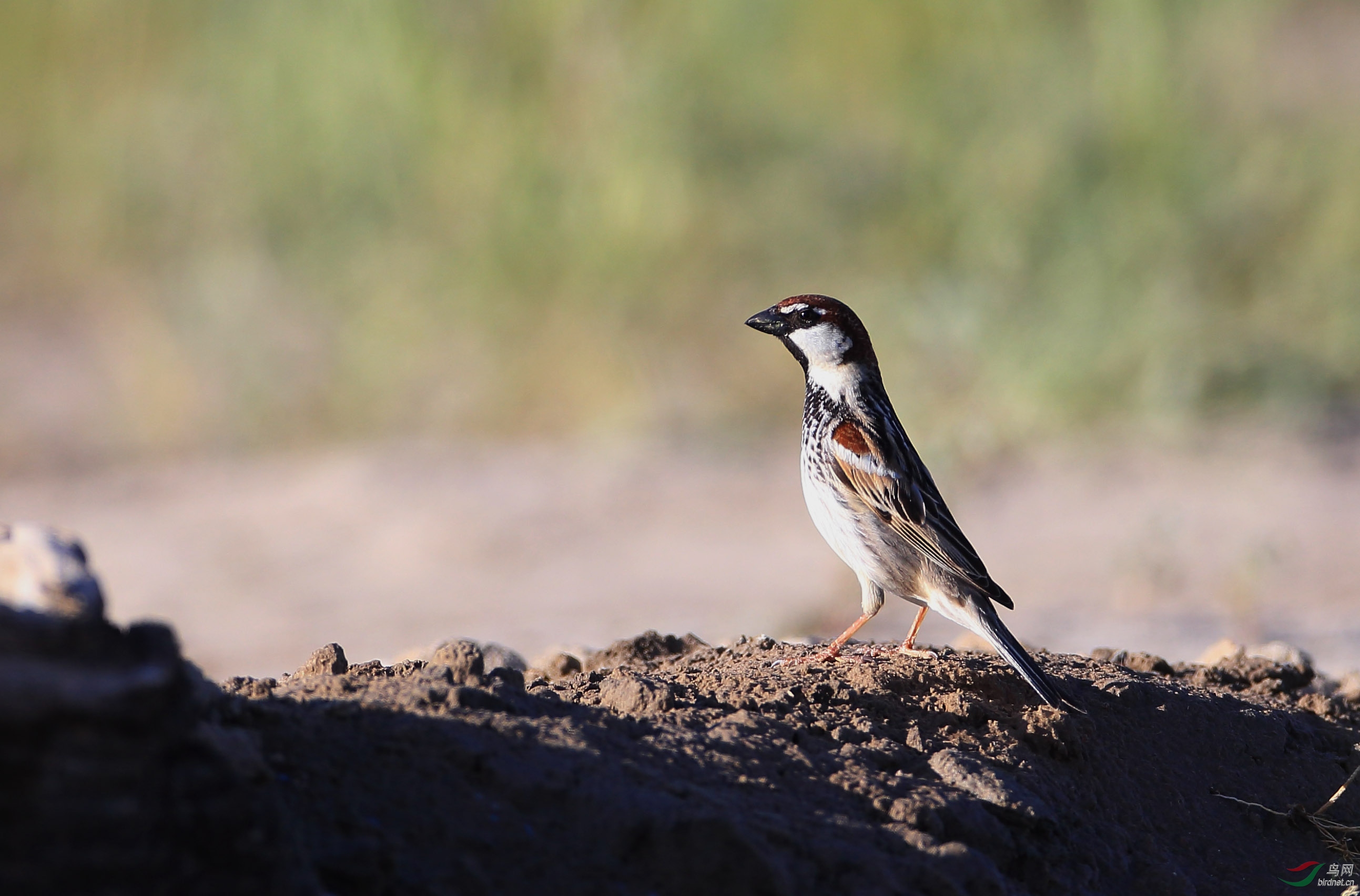 终于收齐全部5种中国麻雀