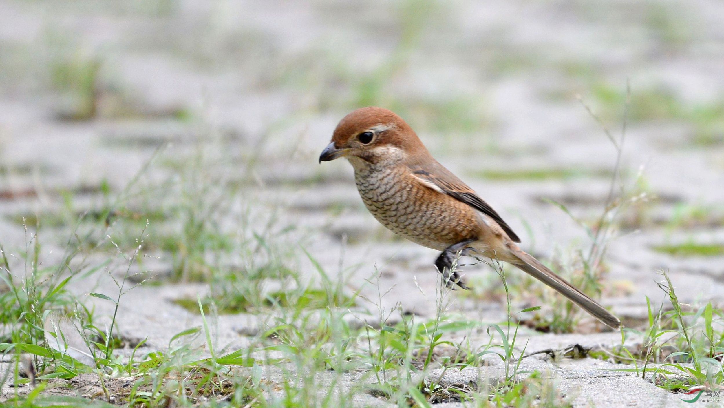 跳跃的牛头伯劳