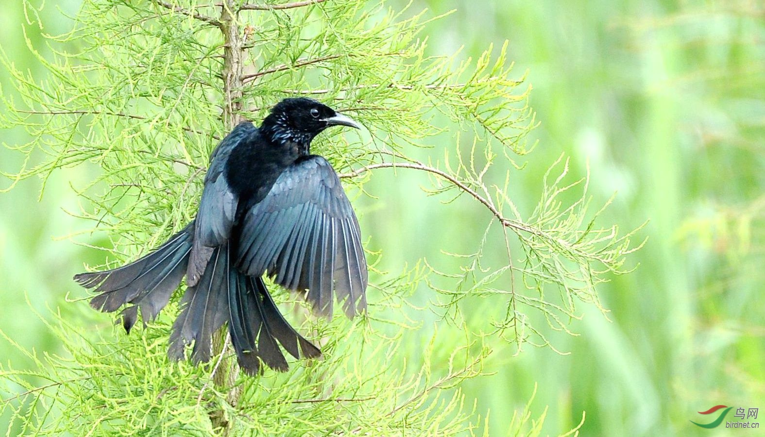 黑妹展示着美丽的燕尾裙
