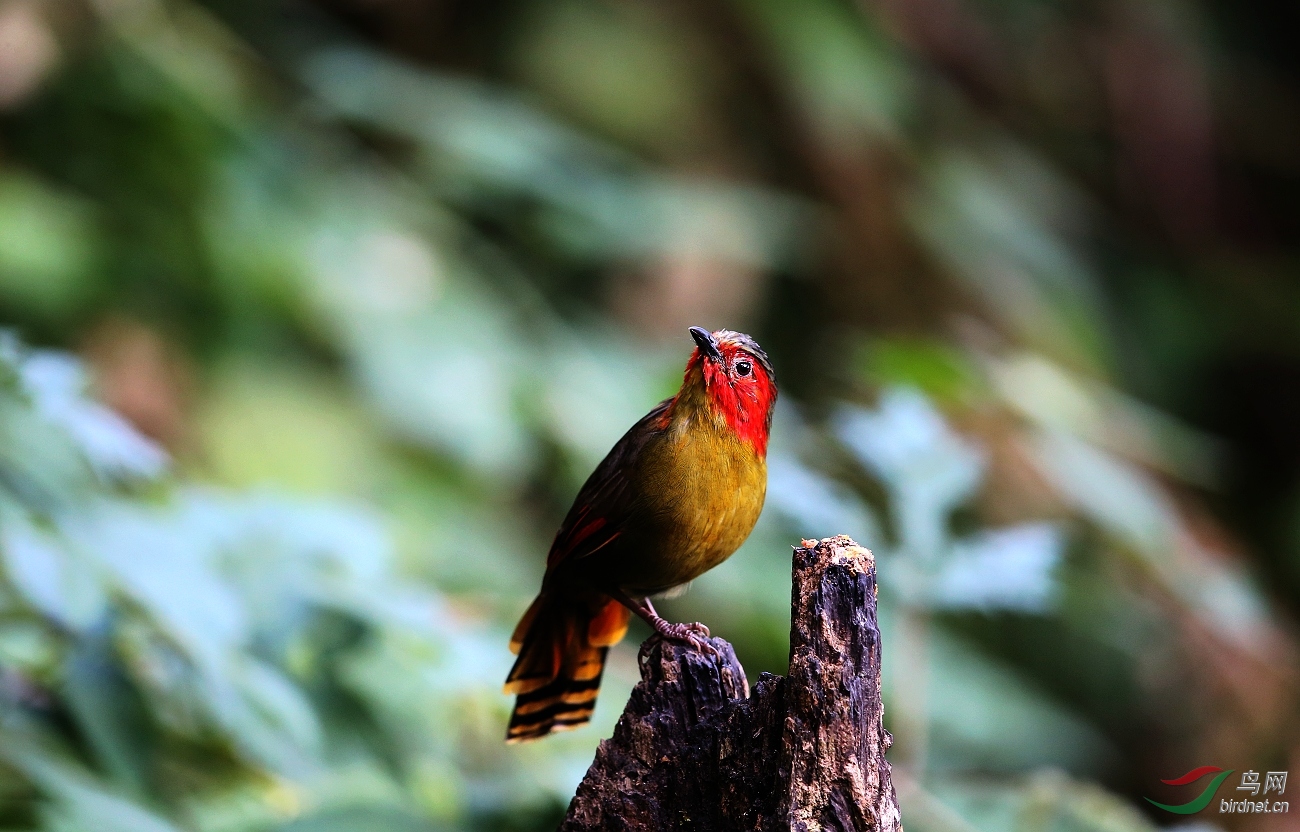 红红脸蛋儿的鹛儿