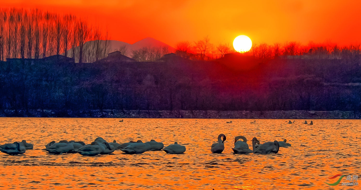 《夕阳驿站》-天鹅