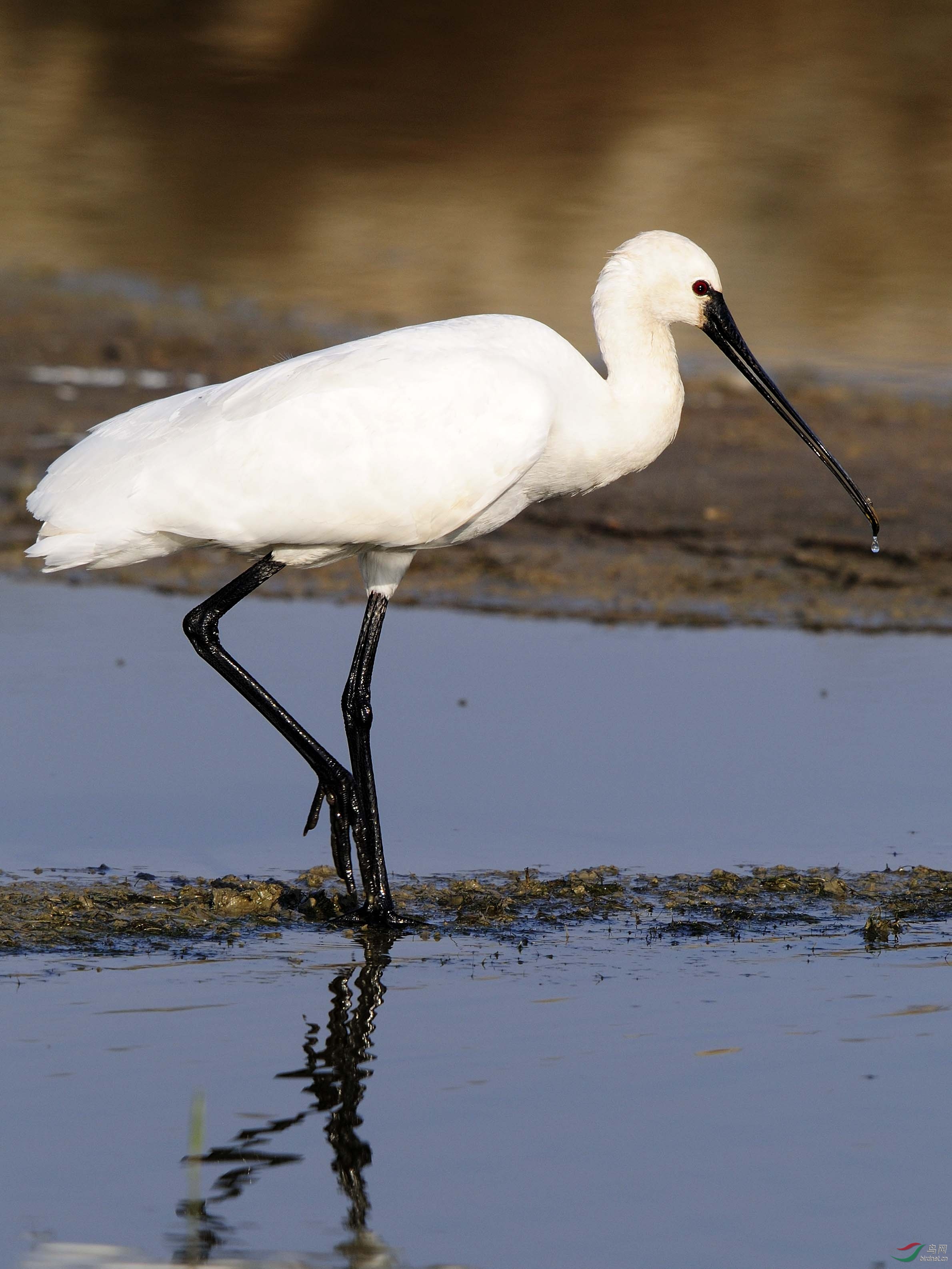自带乐器的精灵白琵鹭
