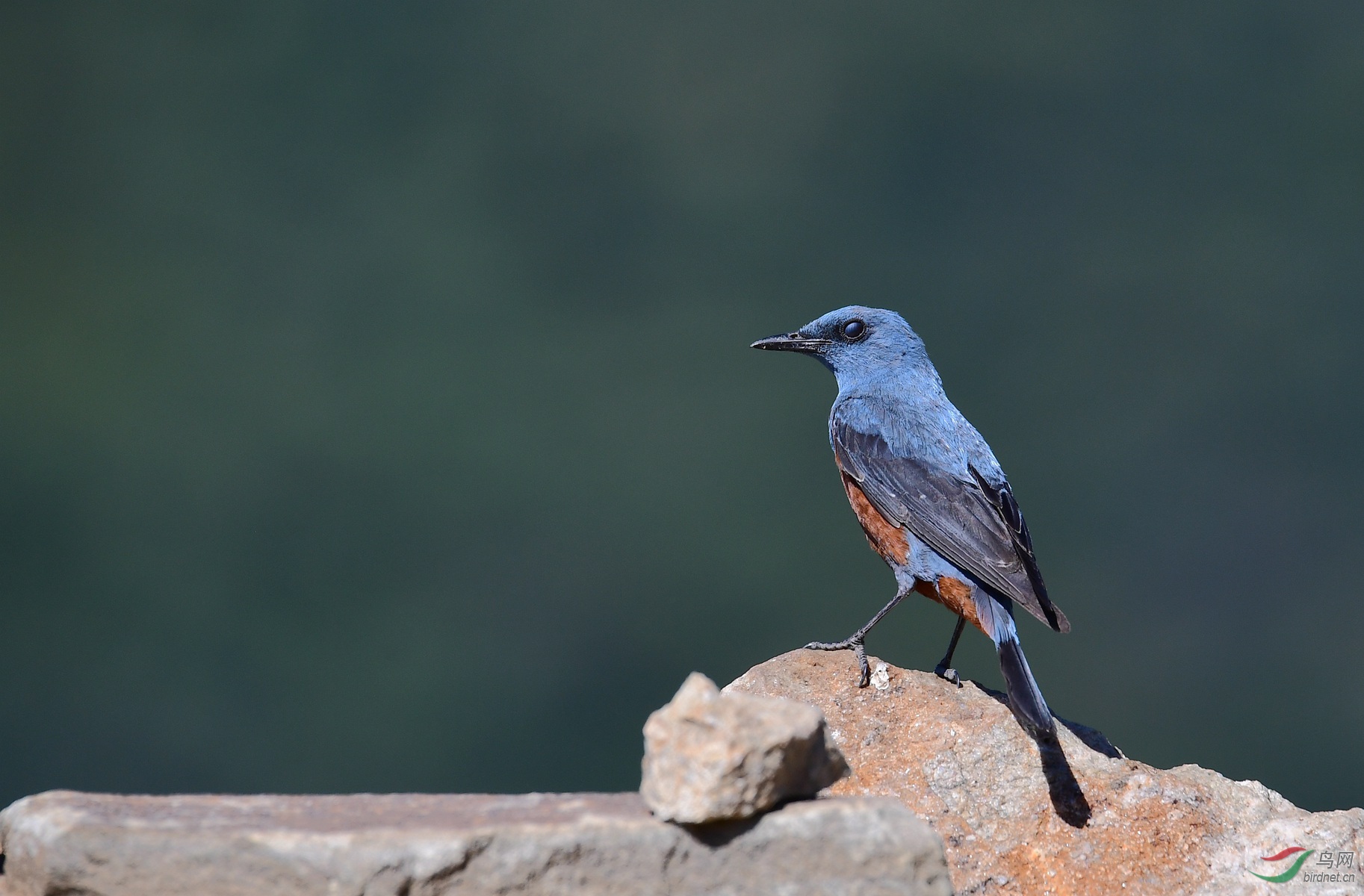 蓝矶鸫蔑视的眼神