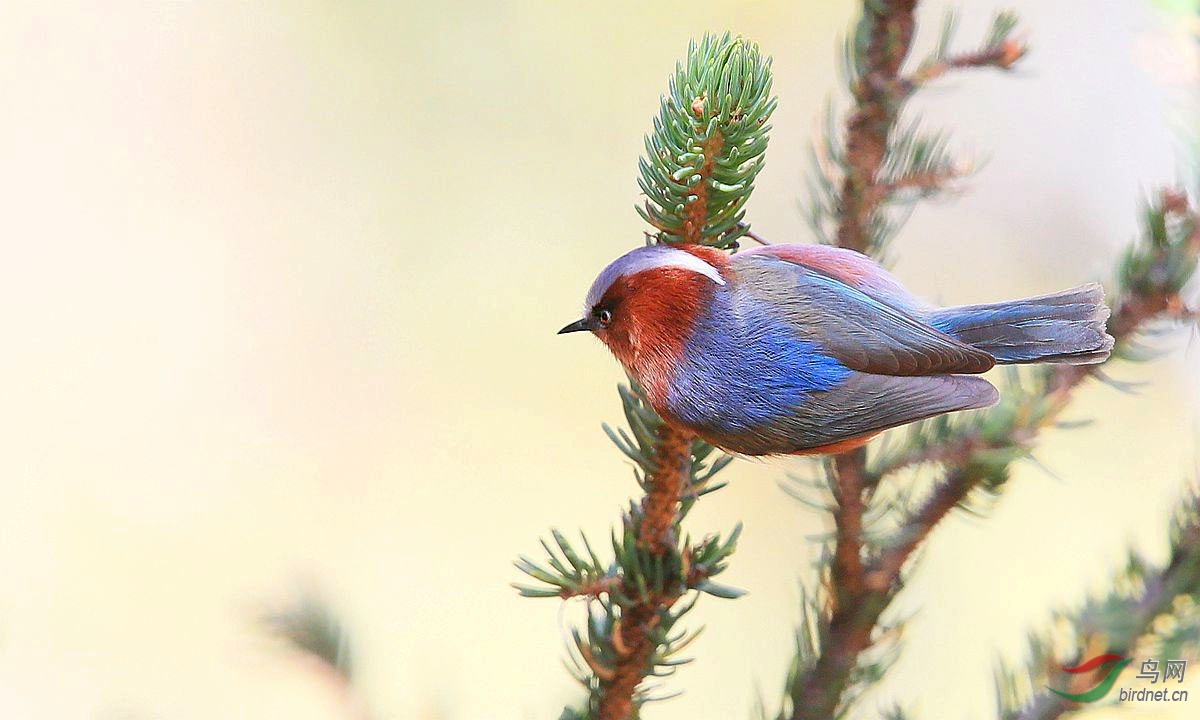 川西明星凤头雀莺