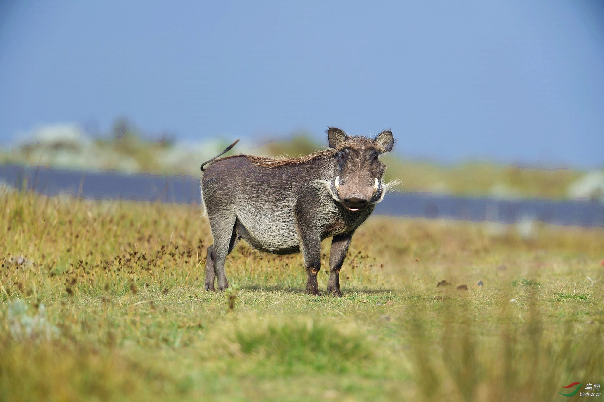 非洲野猪非洲野猪