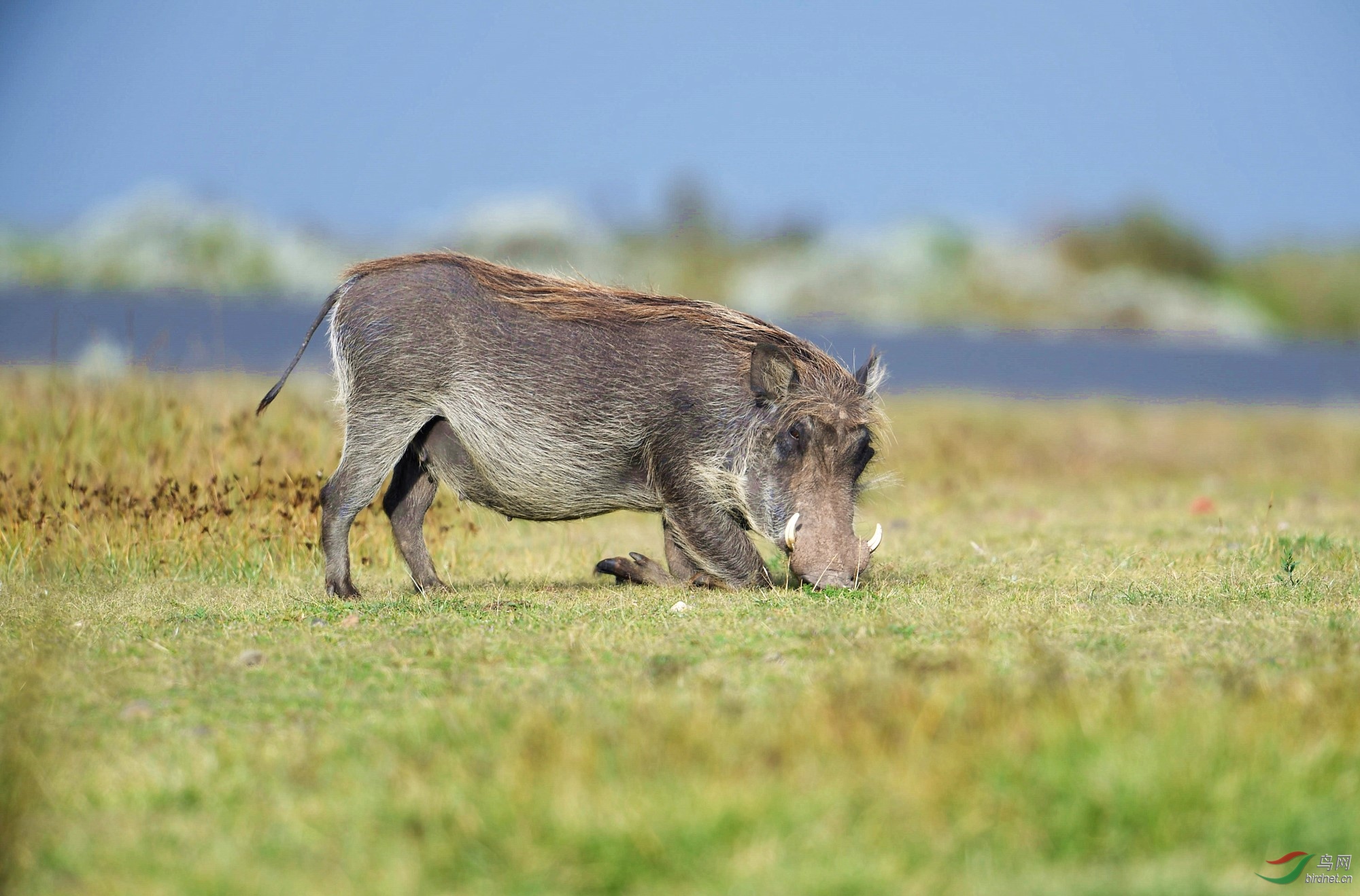 非洲野猪非洲野猪