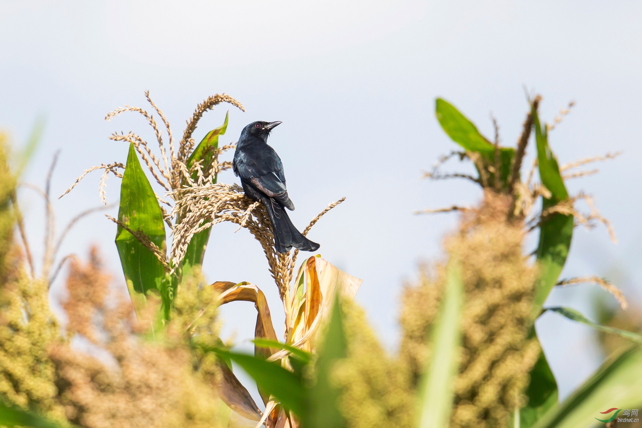 棒子地里的小鸟!
