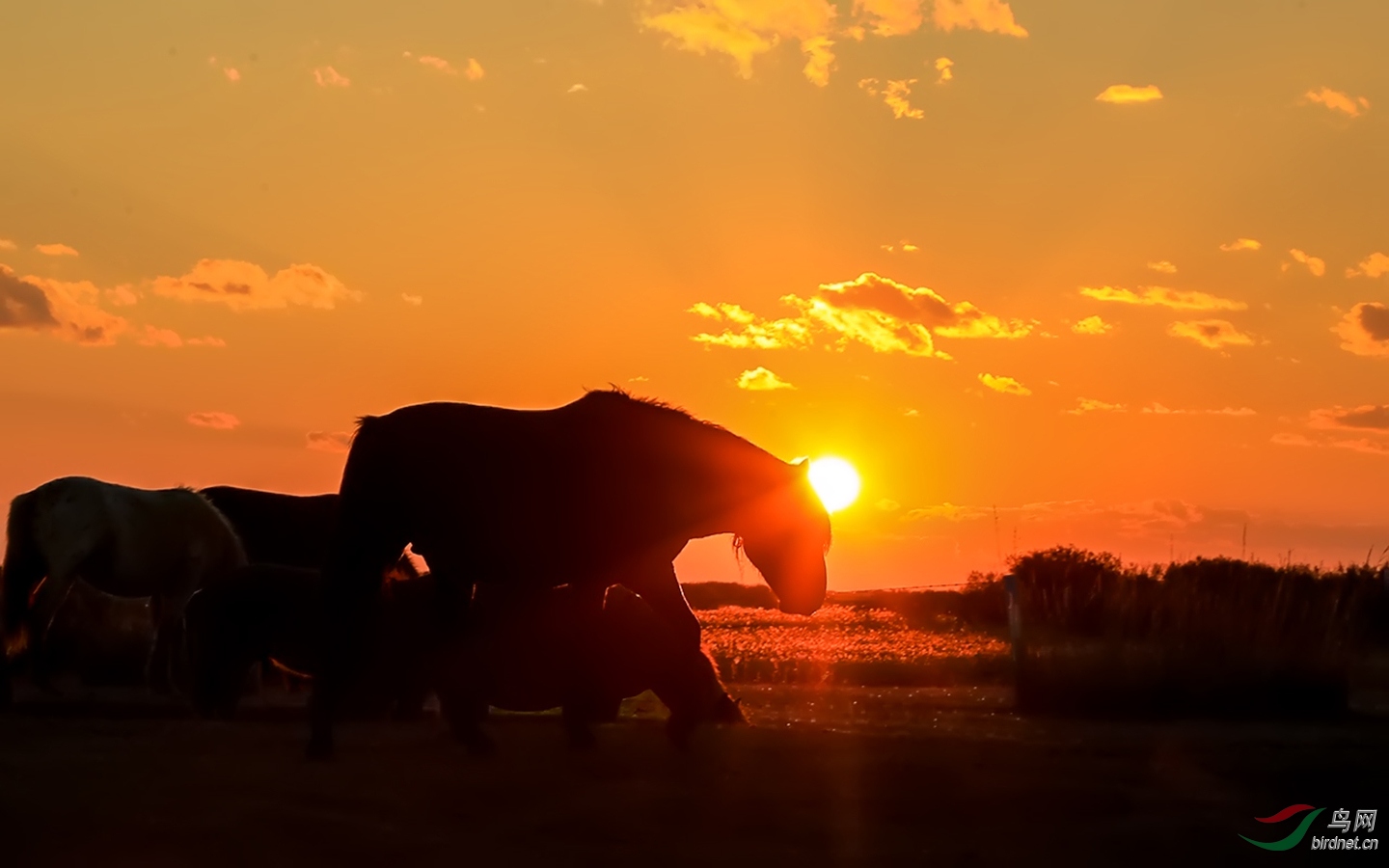 夕阳下的骏马