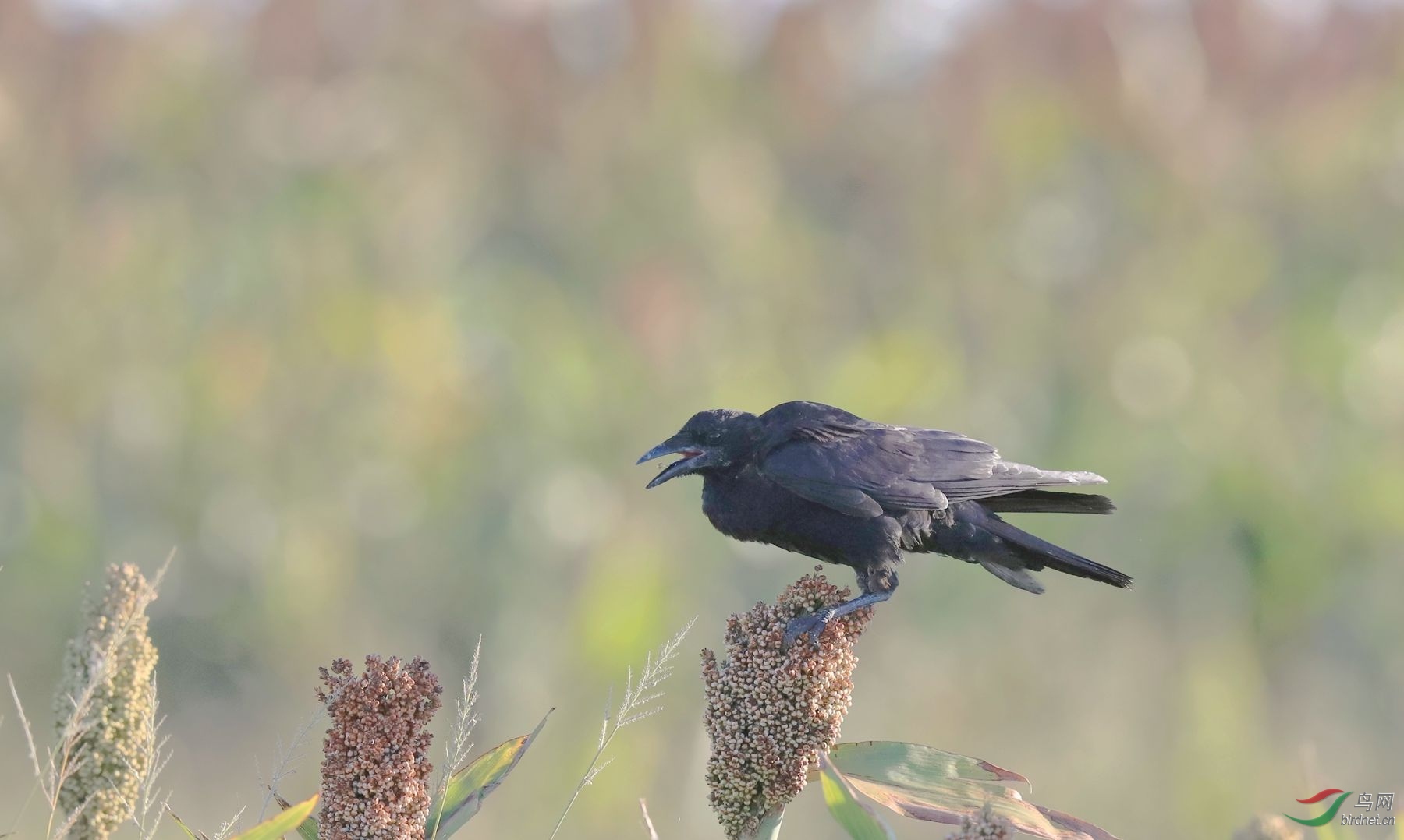 吃高粱的乌鸦