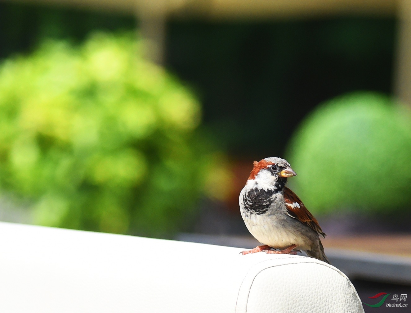 黑胸麻雀俄罗斯