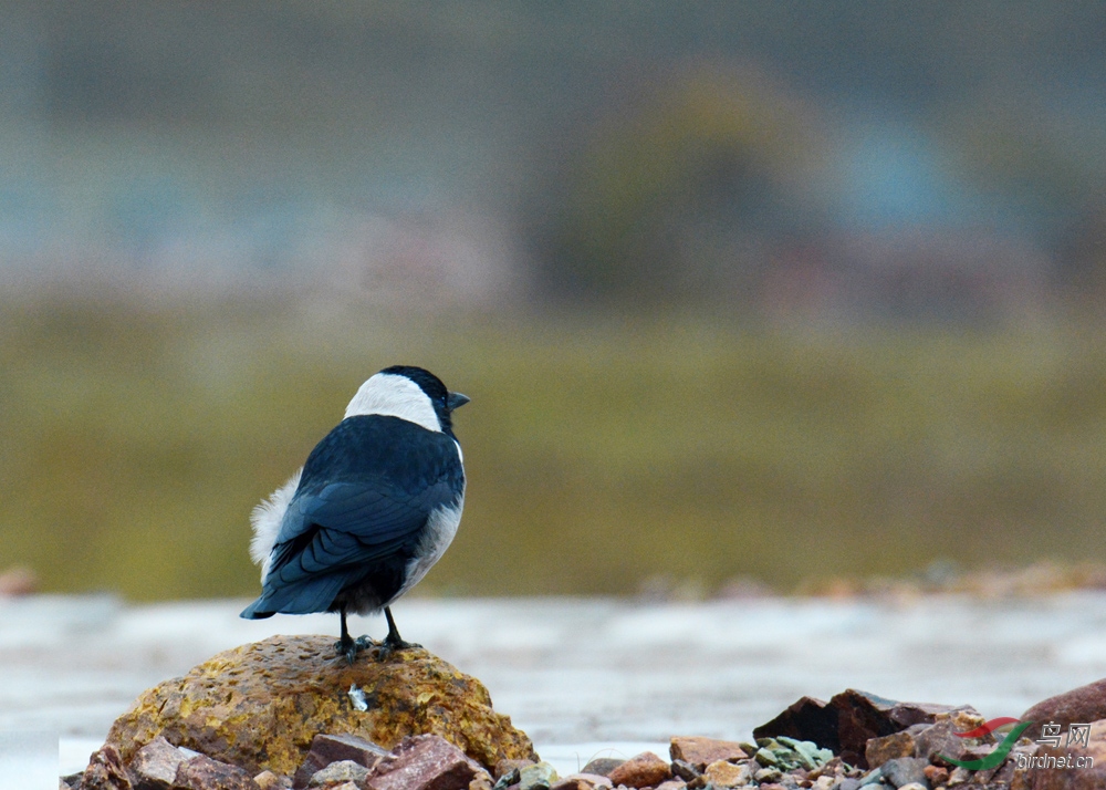 坝上白脖乌鸦