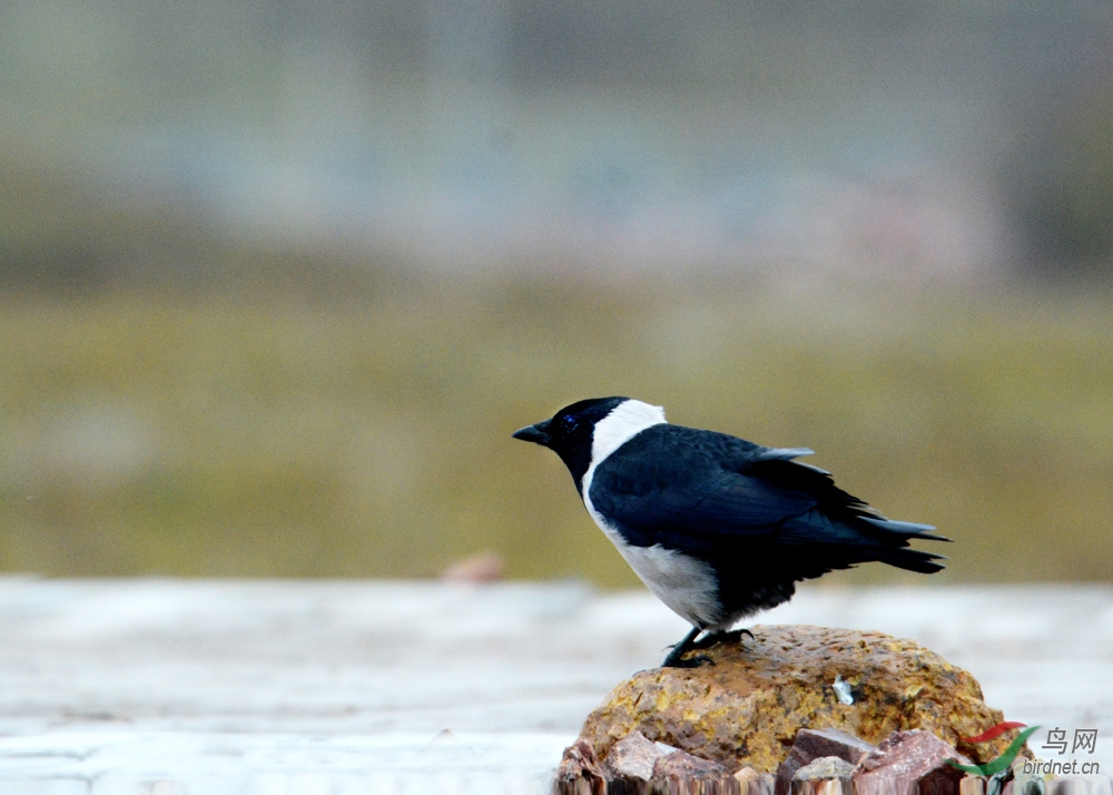 坝上白脖乌鸦