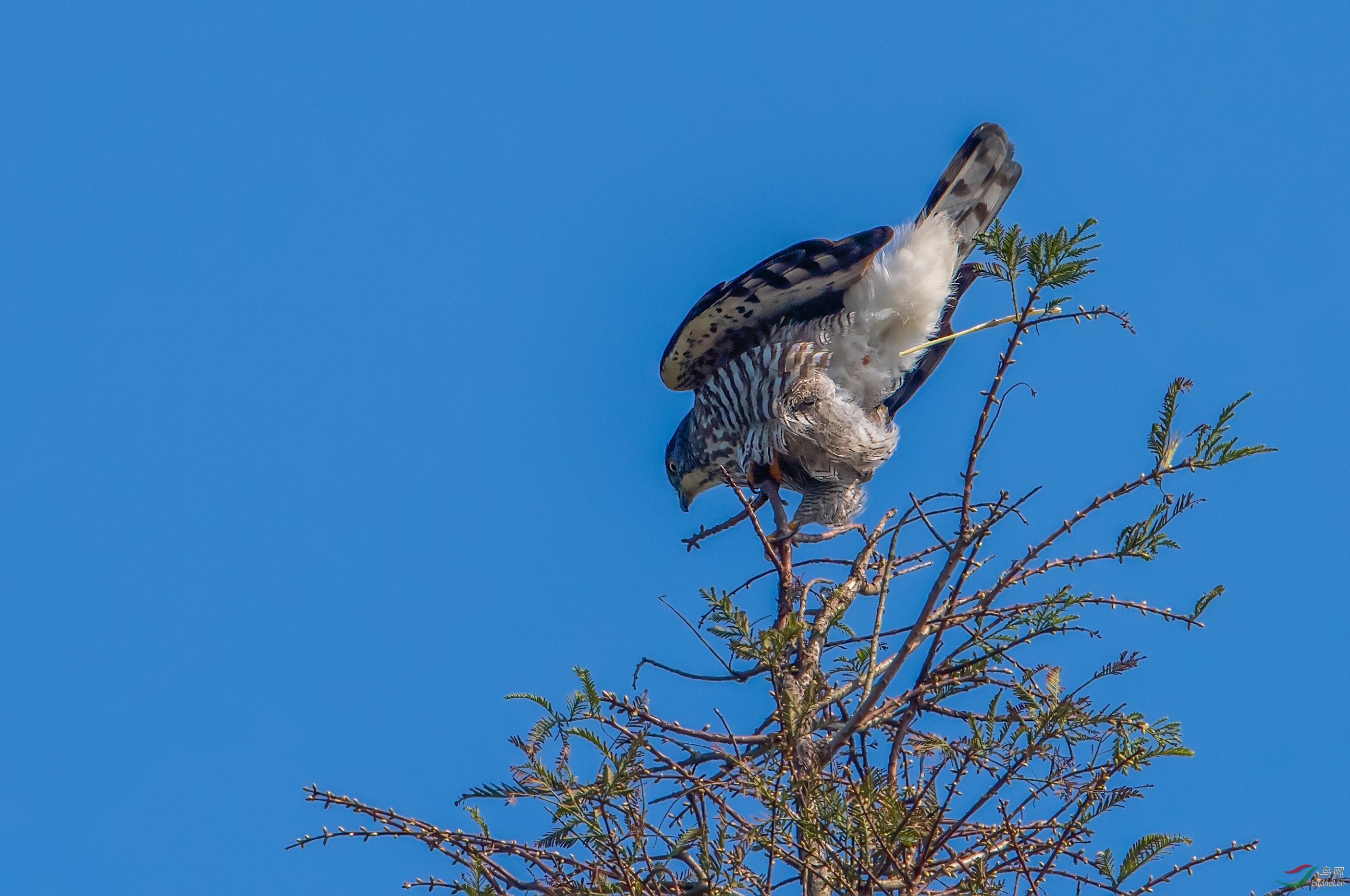 凤头鹰拉屎