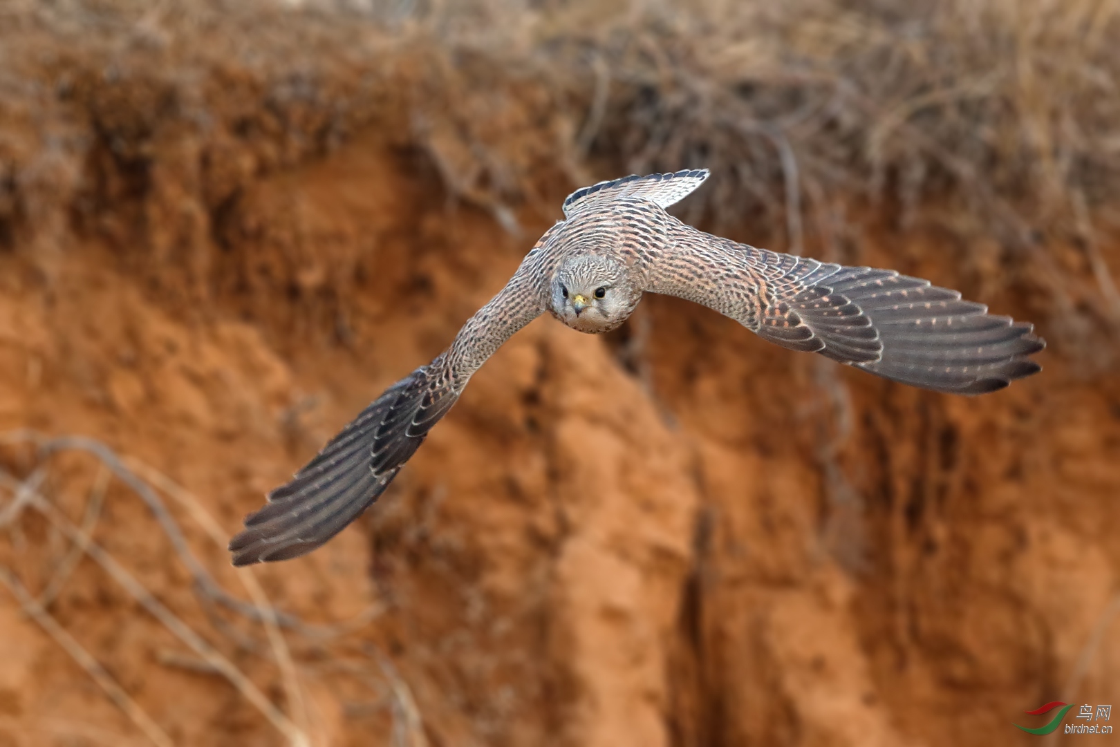 (红隼)萌隼俯冲(祝贺获每日精华)